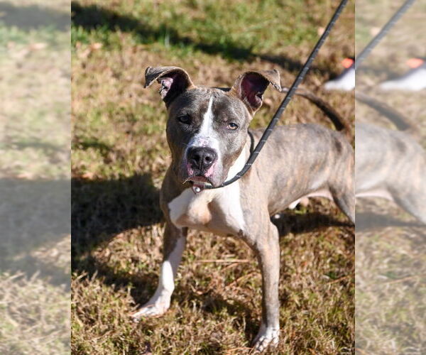 Medium Photo #4 Mutt Puppy For Sale in Glen Allen, VA, USA