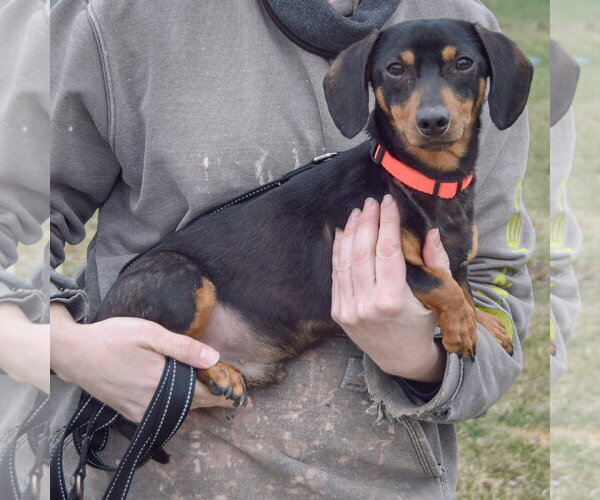 Medium Photo #2 Dachshund Puppy For Sale in Huntley, IL, USA