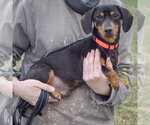 Small #1 Dachshund