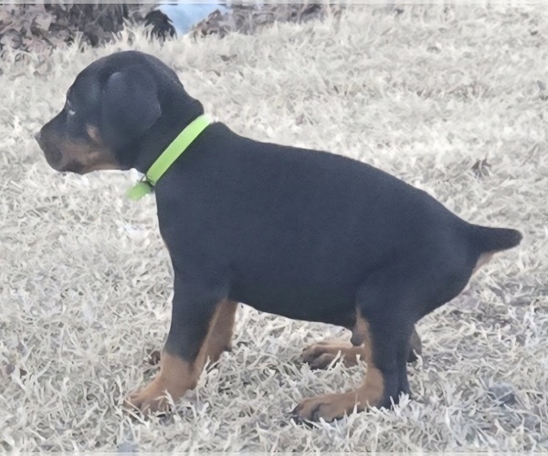 Medium Photo #5 Doberman Pinscher Puppy For Sale in BEGGS, OK, USA
