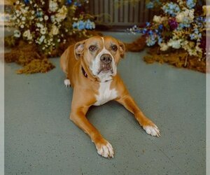 Boxer-Unknown Mix Dogs for adoption in Denver, CO, USA