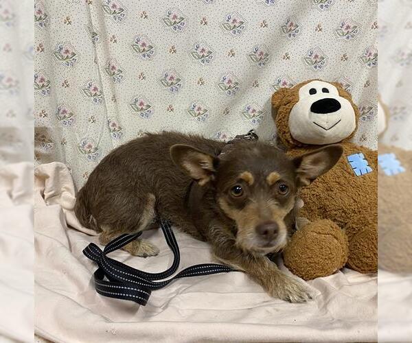 Medium Photo #1 Chihuahua-Unknown Mix Puppy For Sale in Modesto, CA, USA