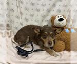 ELLIE - Female Chihuahua-Unknown Mix Dog for Adoption - Small photo