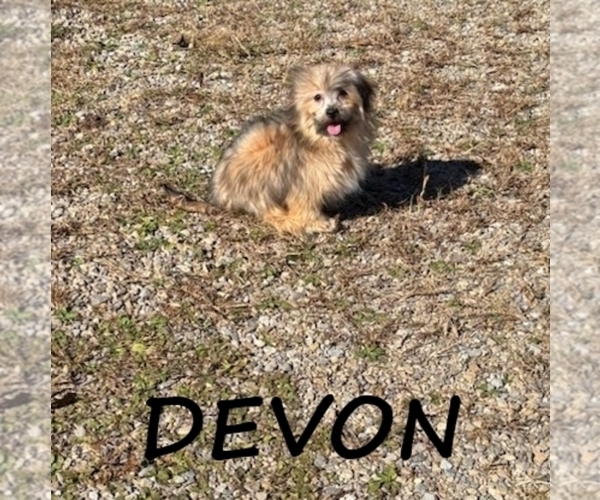 Medium Photo #2 Shorkie Tzu Puppy For Sale in HARTLAND, MN, USA