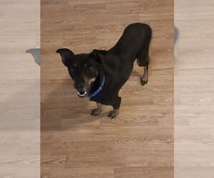 Doxie-Pin Dogs for adoption in Chandler, AZ, USA