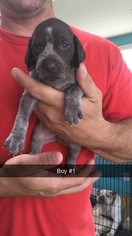 German Shorthaired Pointer Puppy for sale in HARBINGER, NC, USA