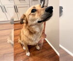 Small #3 German Shepherd Dog Mix