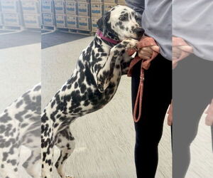 Dalmatian Dogs for adoption in GILBERTS, IL, USA