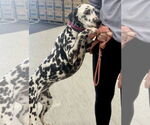 Small Dalmatian