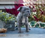 Small #1 Faux Frenchbo Bulldog
