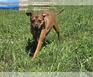 Mutt Dogs for adoption in Jackson, MS, USA