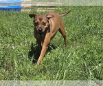 Small Boxer Mix