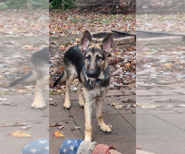 Medium Photo #2 German Shepherd Dog Puppy For Sale in Evansville, IN, USA