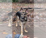 Small #1 German Shepherd Dog