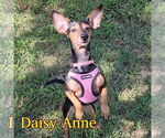 Small #2 Dachshund Mix