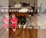 Small Photo #11 German Shepherd Dog Puppy For Sale in TRAVELERS REST, SC, USA