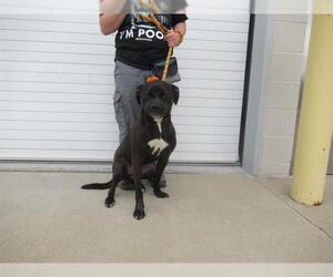 American Staffordshire Terrier-Unknown Mix Dogs for adoption in Louisville, KY, USA