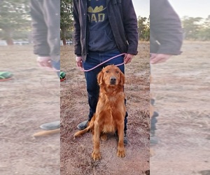 Father of the Golden Mountain Dog puppies born on 12/19/2025