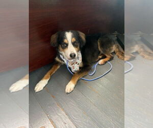 Australian Shepherd-Unknown Mix Dogs for adoption in Mooresville, NC, USA