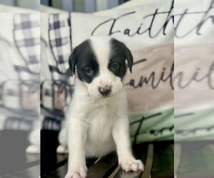 Lab-Pointer Dogs for adoption in Brewster, NY, USA