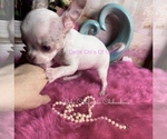 Casper - Male Chihuahua Puppy for Sale - Photo #4