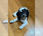 Small #2 Shih-Poo