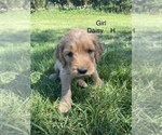 Small Photo #15 Goldendoodle Puppy For Sale in EATON RAPIDS, MI, USA