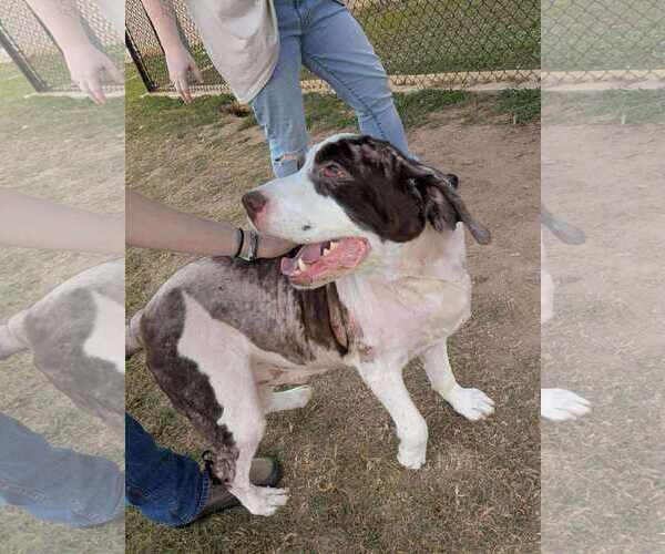 Medium Photo #3 English Springer Spaniel-Unknown Mix Puppy For Sale in Holly Springs, NC, USA