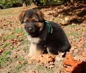 Small Photo #34 German Shepherd Dog Puppy For Sale in FOREST GROVE, OR, USA