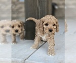 Small Cockapoo (Miniature)