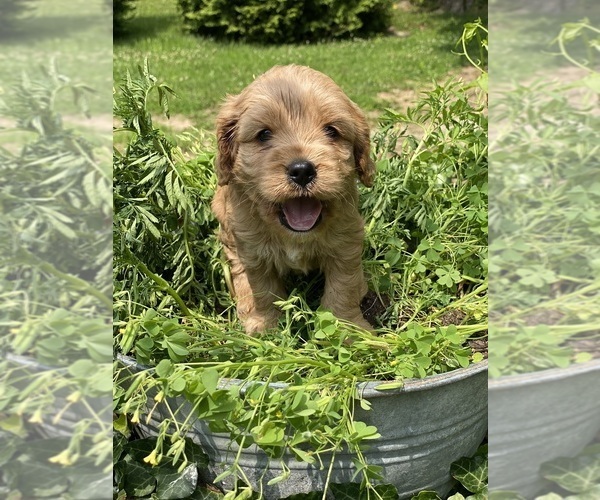 Medium Photo #1 Cavapoo (Miniature) Puppy For Sale in MADISON, IN, USA