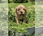 Puppy Puppy 2 Cavapoo