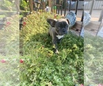 Small #8 Faux Frenchbo Bulldog