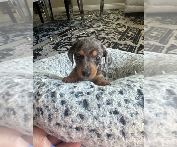 Medium Photo #1 Dachshund Puppy For Sale in SAN DIEGO, CA, USA