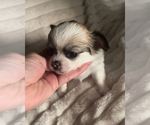 Small #4 Chihuahua