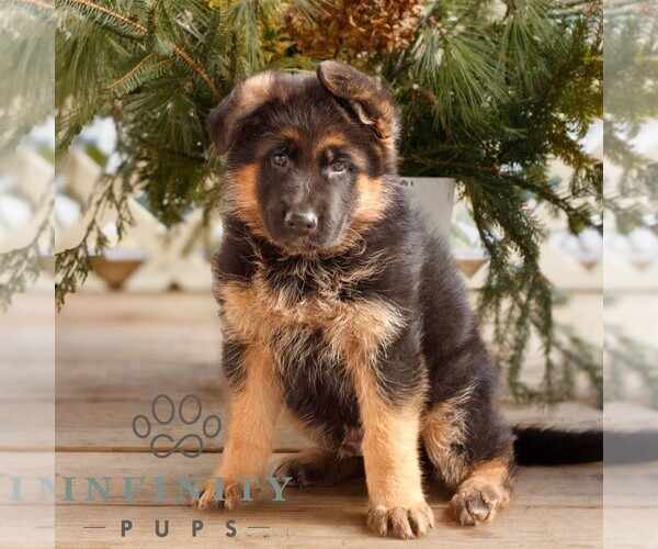 Medium Photo #1 German Shepherd Dog Puppy For Sale in HONEY BROOK, PA, USA