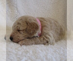 Goldendoodle-Poodle (Miniature) Mix Puppy for sale in SOMERSET, OH, USA