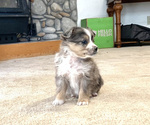 Small Photo #6 Miniature Australian Shepherd Puppy For Sale in BEATTY, OR, USA