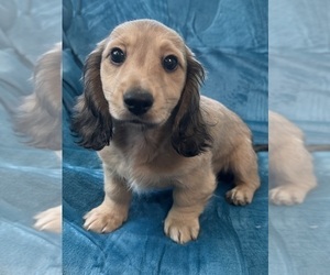 Dachshund Puppy for sale in MEMPHIS, TN, USA