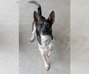 Rat Terrier-Unknown Mix Dogs for adoption in Oakhurst, NJ, USA