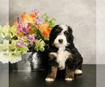 Puppy Kona Miniature Bernedoodle