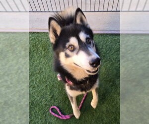 Siberian Husky Dogs for adoption in Sacramento, CA, USA
