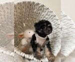 Small Photo #7 Poodle (Toy) Puppy For Sale in VIRGINIA BEACH, VA, USA