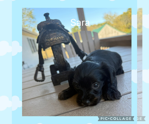 Medium Photo #5 YorkiePoo-Yorkshire Terrier Mix Puppy For Sale in BENNINGTON, IN, USA