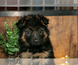 Medium German Shepherd Dog