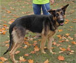 Small #5 German Shepherd Dog