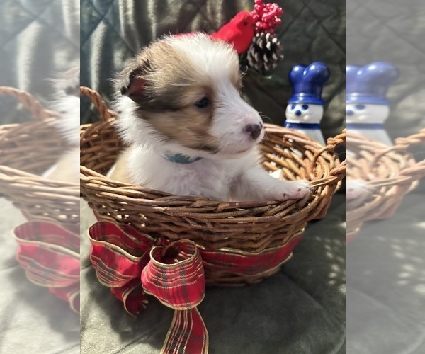 Medium Photo #4 Shetland Sheepdog Puppy For Sale in LOCUST GROVE, GA, USA