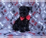 Zeus - Male Schnauzer (Miniature) Puppy for Sale - Photo #5
