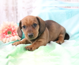 Dachshund Puppy for sale in SHILOH, OH, USA