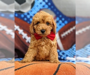 Cock-A-Poo-Poodle (Miniature) Mix Puppy for sale in PEACH BOTTOM, PA, USA